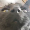 lithuanianblackcat