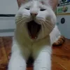rafaafar77