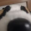 dog_tails_