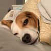beagleville