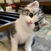 chipandmai