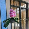 rosaescobar3629
