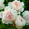 crown25542