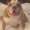 bulldogsrule2023