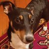dog_mila2