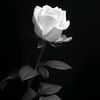 afaftareq4