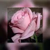 .ge5l