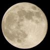 jarek_tral66