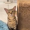 meaw3ma