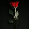 brokenrose.21