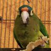 el_sr.cesar