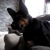 germanshepy