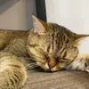 nghiensetupppp
