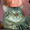 olsmegs_owner
