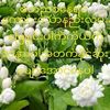 chitnwe327