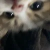 yyj.milk_