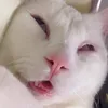 adjara_guju_