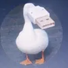 kacperreq654