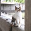 catwithluvf