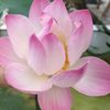 le_trang_36