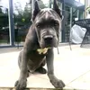 mycanecorsozeus