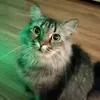 stawr428