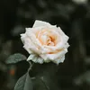 dy25fr9ryxrl