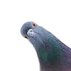 justpete6058