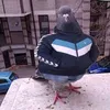 andrei._07b