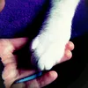 novemberpaws