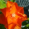 glaucemaria88