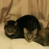 keimtgts