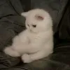 hn.__.1