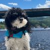 lucky_maltsipoo
