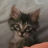 catlovesyoshi77