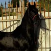 kamaran hajy awat