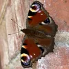 sparrowsnest11