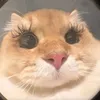 dyvonfrmdao