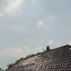 helmimbul