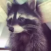 .s.a.k.a1