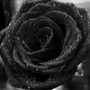 yenar_2112