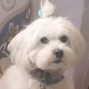 ibisgq