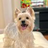 maro.the.yorkie