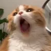 aa.22333333
