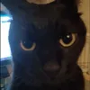 boborealfr