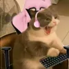stgclp_
