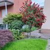 liabella9791