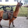 alpacamilitar_