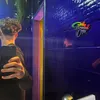 luca_ver_