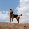 Balto